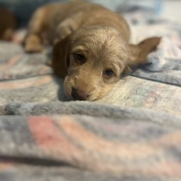 Dachshund Puppies from M&M Pups