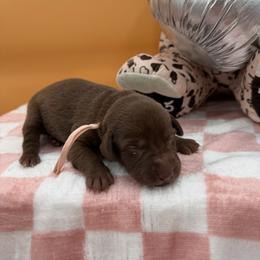 Light pink - Chocolate female Labrador Retriever puppy in Heath Springs, South Carolina from Rich Hill Retrievers