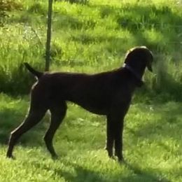 SHELBY - German Shorthaired Pointer
