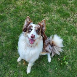 Ash - Border Collie