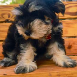 Dixie - Black and silver female Miniature Schnauzer puppy in Texas from Blue Rose's Schnauzers
