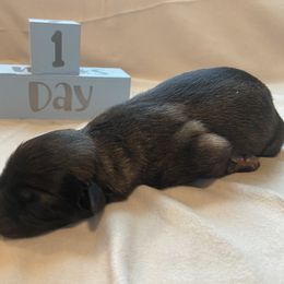 Boy 4 - Black and tan Shiloh Shepherd puppy in Virginia from Opal Shilohs