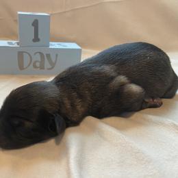 Boy 4 - Black and tan Shiloh Shepherd puppy in Virginia from Opal Shilohs