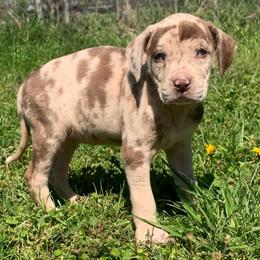 Female 4 - Red merle female Catahoula Leopard Dog puppy in Gadsden, Alabama from Rich Cat’s