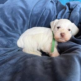 Bambi - White female Miniature Schnauzer puppy in Ferndale, Washington from Blackhorse Schnauzers Washington state
