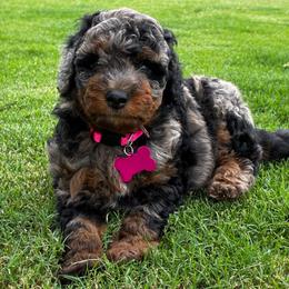 Breezie - Blue merle female Bernedoodle puppy in Millsap, Texas from Gaston’s Posh Poodles and Doodles