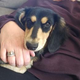 Murphy - Black and cream male Dachshund puppy in Pasco, Washington from Loyal Lil Dachshunds