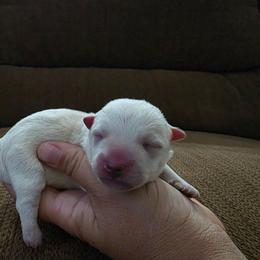 Girl 1 - White female West Highland White Terrier puppy in Mcneal, Arizona from Olympian Giant Schnauzers and Westie’s!