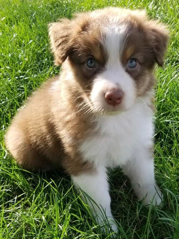 Jodie's Australian Shepherds in Indiana | Australian Shepherd puppies ...