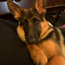 German Shepherd Puppies from Vom Goodchris German Shepherds