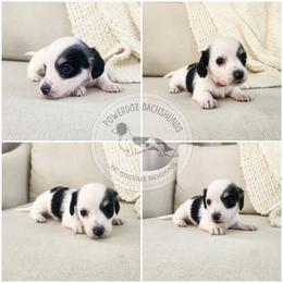 Domino - Piebald male Dachshund puppy in Dighton, Massachusetts from Powerdox Dachshunds