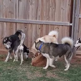 Siberian Husky All Grown Up from Ortega's Siberian Huskies