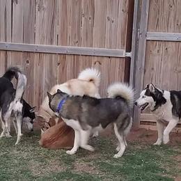 Siberian Husky All Grown Up from Ortega's Siberian Huskies