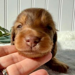 Chocolate and Tan - Chocolate and tan male Dachshund puppy in Nampa, Idaho from Long_and_Low_Dachshunds