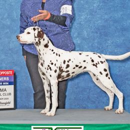 Tryst - Dalmatian