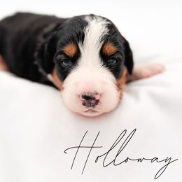 Holloway - Tri-color male Bernedoodle puppy in Tipton, Indiana from Country Creek Doodles