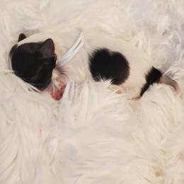 Miss White - Black and white female Schnoodle puppy in Leitchfield, Kentucky from Eveleigh Acres Puppies