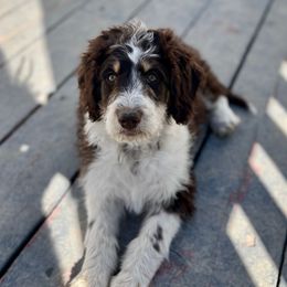 Belle - Red tri-color Aussiedoodle puppy in Ephraim, Utah from Jojo the Sanpete Aussie