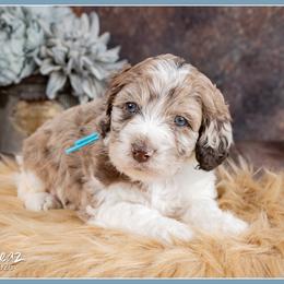 Shepherd - Brown white and tan male Cockapoo puppy in Connersville, Indiana from Deaz Doodle Ranch