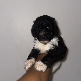 Poodle Puppies from SoFlo Standard Poodles