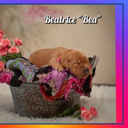 Beatrice (Bea) - Dark golden female Golden Retriever puppy in Driggs, Idaho from SK Golden Retrievers