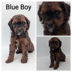 Blue - Wheaten male Whoodle puppy in Kalispell, Montana from Countryman Whoodles