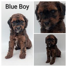 Blue - Wheaten male Whoodle puppy in Kalispell, Montana from Countryman Whoodles