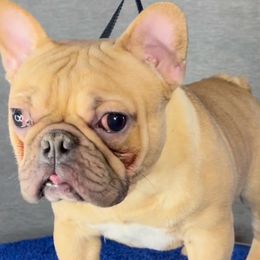 French Bulldogs from Dfbhueso