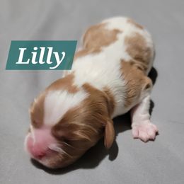 Lilly - Blenheim female Cavalier King Charles Spaniel puppy in Seneca, Kansas from Palmer Cavaliers