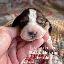 Brianna Fraser - Liver white and tan female English Springer Spaniel puppy in Tupalo, Mississippi from Butterfield Trail Farm