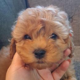 Woody F1b - Red male Cavapoo puppy in Centerton, Arkansas from Velvet Paws Cavapoos
