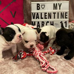 French Bulldog Puppies from Fur Royalty Frenchies
