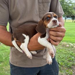 Girl 5 - Red black and white female Beagle puppy in Hudson, Michigan from Bachman’s Kennel