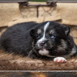 Pomsky Puppies from Pioneer Peak Pomskies
