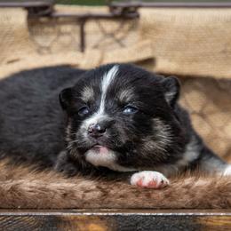 Pomsky Puppies from Pioneer Peak Pomskies