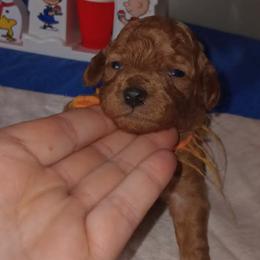 Orance collared  medium poodle with champion and foreign ancestry - Red  male Poodle puppy in Licking, Missouri from Majestic Embrace Poodles