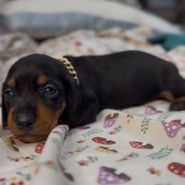 Billy - Black and tan male Dachshund puppy in Palmetto Bay, Florida from Rightous Way Kennel