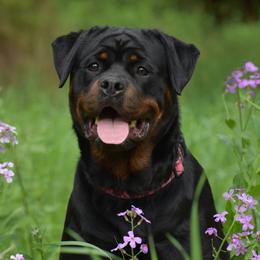 Rottweiler puppies from Sharp Ridge Rottweilers
