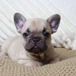 Lenny - Fawn and white female French Bulldog puppy in Los Angeles, California from Vergara Bulls
