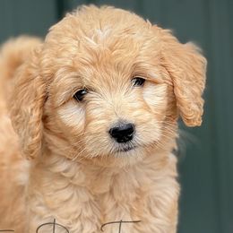 Guernsey - Goldendoodle puppy in Lancaster, Minnesota from North Star Dog Training