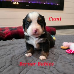 Cami - Black rust and white female Bernese Mountain Dog puppy in Radcliffe, Iowa from Berner Babies