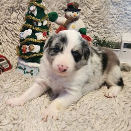 Cosmo - Slate merle male Border Collie puppy in Morgan, Texas from Shooting Star Ranch