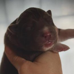 Grove - Red and white male Siberian Husky puppy in Florence, Kentucky from Moonlight Howl Huskies