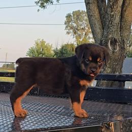Girl 2 - female Rottweiler puppy in Holts Summit, Missouri from Hurleyhaus Rottweilers