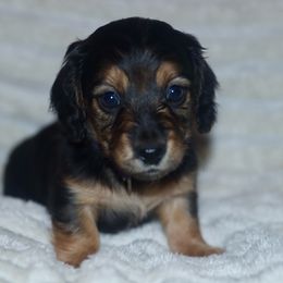 Dachshund and Golden Retriever Puppies from Mount Calm Golden Retrievers