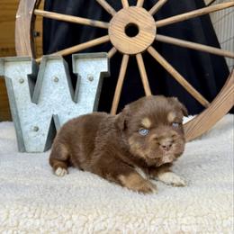 Hershey - Red tri male Miniature Australian Shepherd puppy in Checotah, Oklahoma from Wild Outlaw Aussies