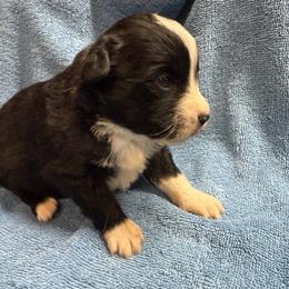 Henna - Black & white female Miniature Australian Shepherd puppy in Mount Airy, Georgia from North Georgia Gems