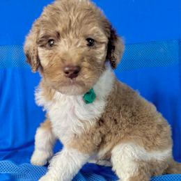 Cobbler - Merle male Labradoodle puppy in Candler, North Carolina from Maple Bakin’ Doodles