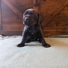 Girl 6 - female Cane Corso puppy in Stuart, Iowa from Cowan Farms
