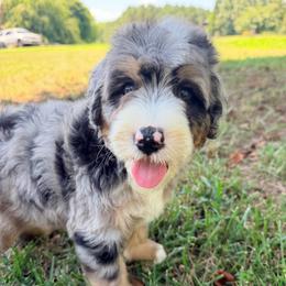 Obi Wan with training - Blue merle male Bernedoodle puppy in Boonville, North Carolina from Doods & Dolls